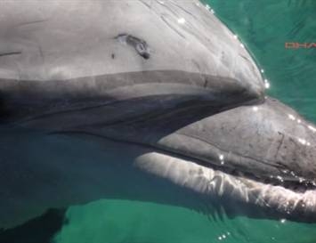 gosteri-icin-yunuslarin-dislerini-soktuler!!!-