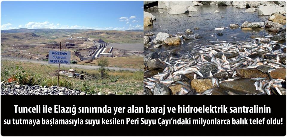 milyonlarca-balik-telef-oldu!