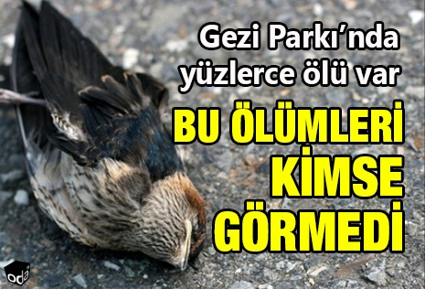 bu-olumleri-kimse-gormedi