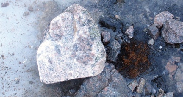 400-yil-oncesine-ait-donmus-bitkiler-canlandi