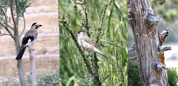 mut\da-6-kus-cesidi-gunyuzune-cikti