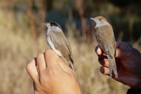 2013-sonbahar-cernek-kus-halkalama-calismasi-gonullu-duyurusu