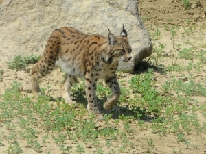 parkimiza-gelen-anadolu-vasaginin-oykusu