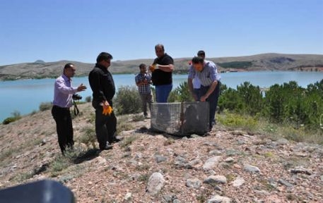 pelikan-sahin-ve-kartal--doga-ile-bulustu