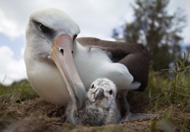 ada-kuslarin-utanci-bizlerin