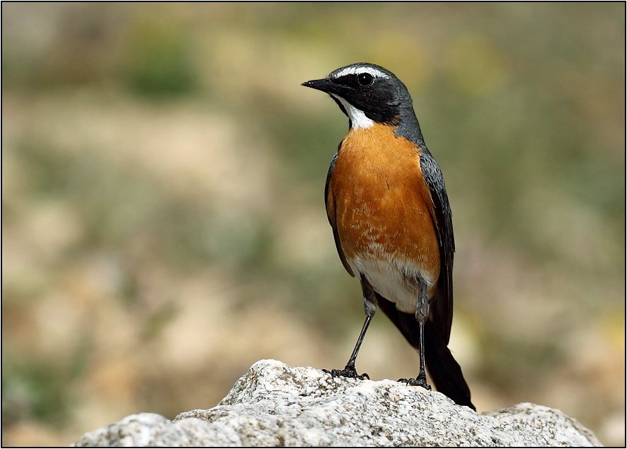 kuyucuk-golundeki-kus-turu-229-a-ulasti