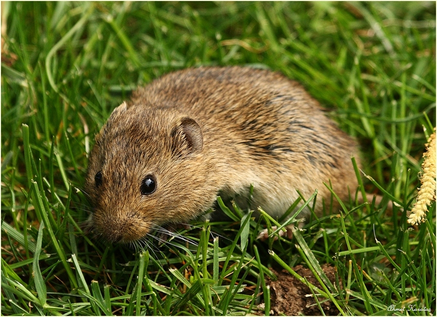 hantavirus