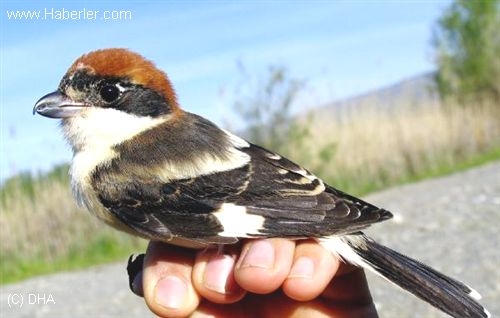 106-gunde-5-bin-kus---