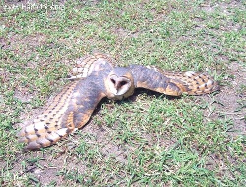 peceli-baykus-koruma-altina-alindi