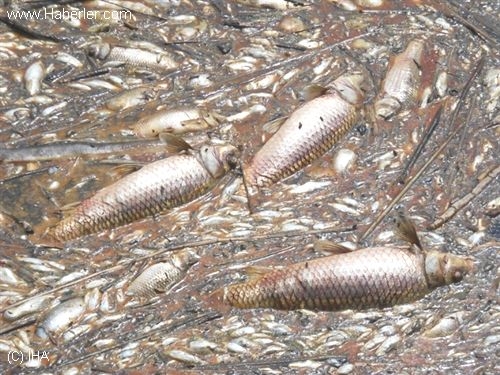 soke-ovasinda-toplu-balik-olumleri