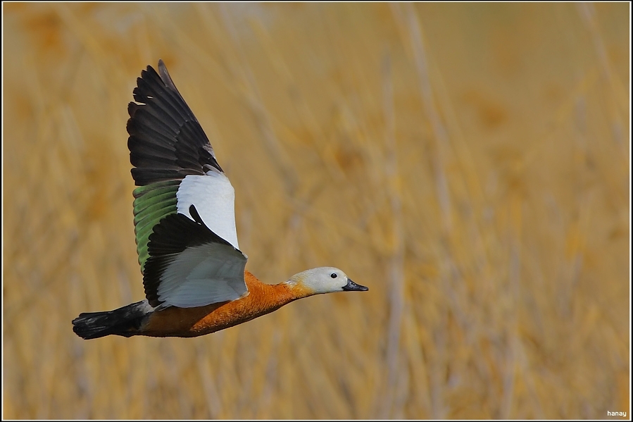 kizilirmak-deltasinda-da-kuraklik-bas-gosterdi