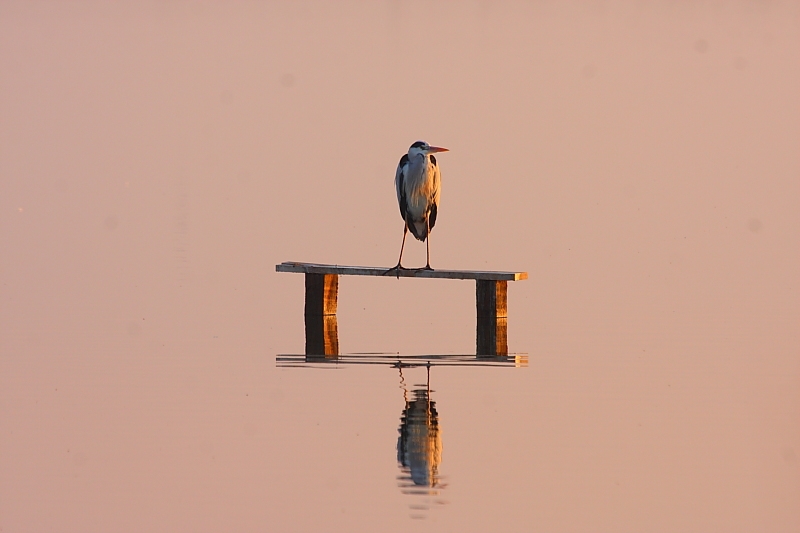 balikcil-kuslari-nefes-kesiyor