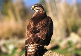 hatay\daki-kus-turlerinin-satildigi-iddia-edildi