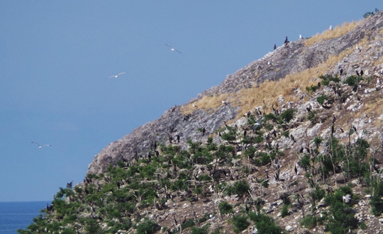 persembe\de-kuslarin-yasam-alani-artti