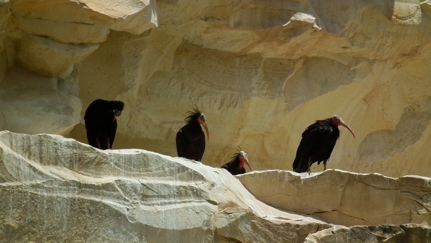 kelaynaklar-suriye-hava-sahasindalar