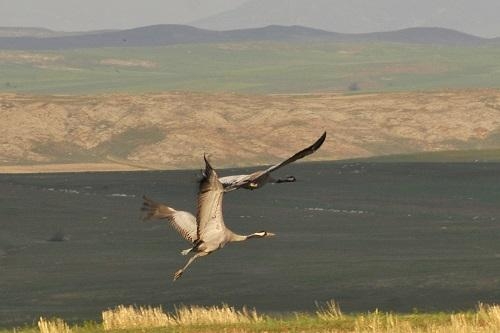anadolunun-turnalari-yok-oluyor