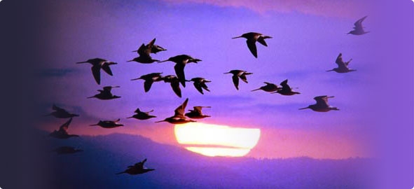 kuslar-neden-goc-ederken-gece-yolculugunu-secer