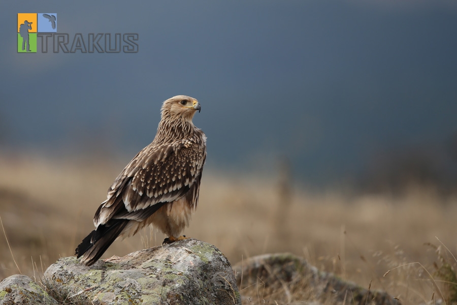 gerede-kararlari-ekim-2013