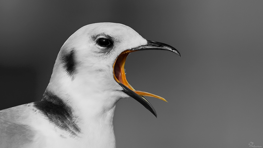 not-dusulmus-fotograflar