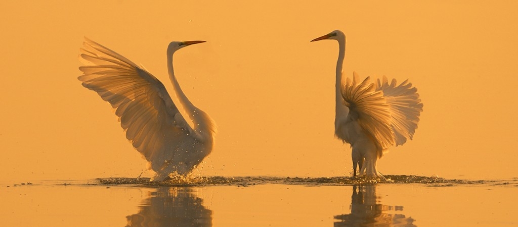 manyas-kus-cennetinin-beyaz-melekleri