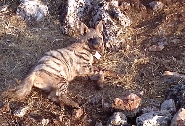 cizgili-sirtlanlar-gps-ile-izlenmeye-baslandi