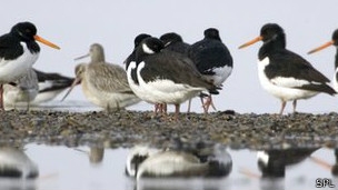 kuslari-koruyan-cevreci-telefon-uygulamasi