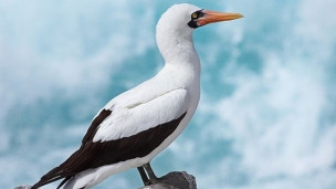 insanlardaki-siddet-dongusunun-benzeri-kuslarda-da-var