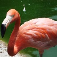 kaz-diye-onu-avladi-cezayi-yedi