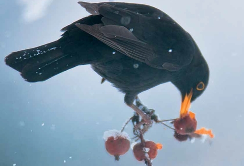 orman-ve-su-isleri-bakanligi-yaban-hayvanlari-icin-besin-ormanlari-kuracak