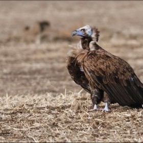 yarali-kara-akbaba-dogal-ortamina-birakildi