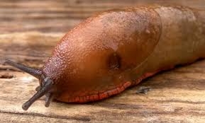 hayvanlarin-sir-salgisi