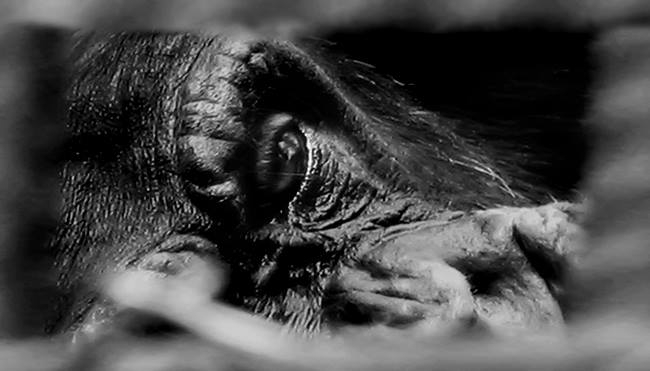 sucsuzlar-hapishanesi