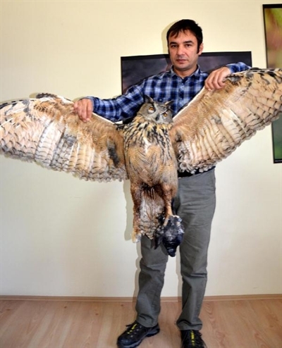 puhu-pencesindeki-guvercinle-akima-kapilip-telef-oldu