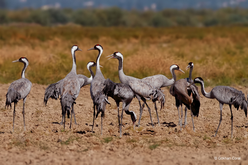 anadolu-turnalari-icin-yeni-proje
