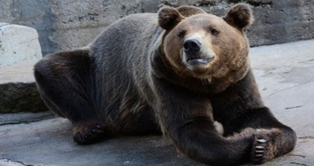 ayilar-sehre-neden-iner