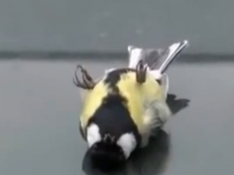 olu-taklidi-yapan-kus