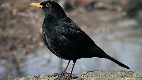 sehirlerde-biyolojik-saat-daha-hizli