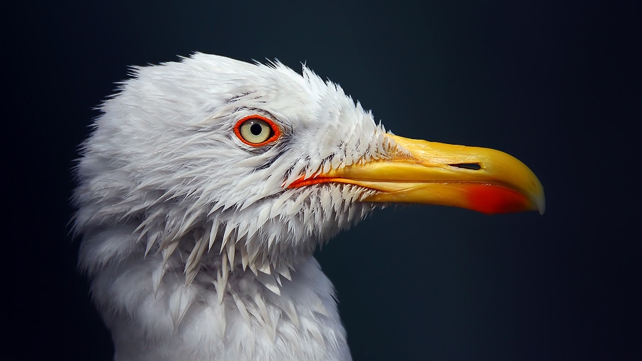 marti-besleyene-ceza