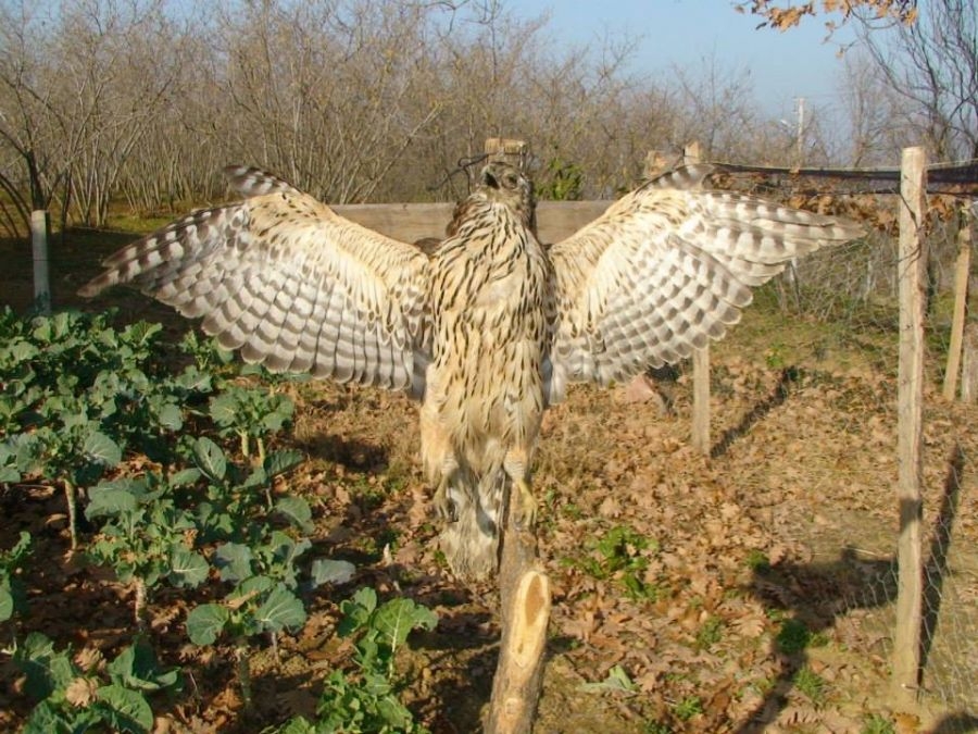 cakiri-vurup-carmiha-gerdiler