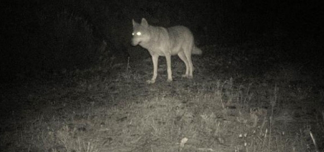turkiye\de-ilk-kez-goruntulendi!
