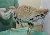 yakali-toy-ciple-takip-edilecek