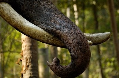 cin-elindeki-fildisi-depolarini-yok-ediyor