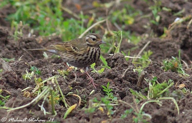 hatayda-yesilsirtli-incirkusu-anthus-hodgsoni-gozlendi---