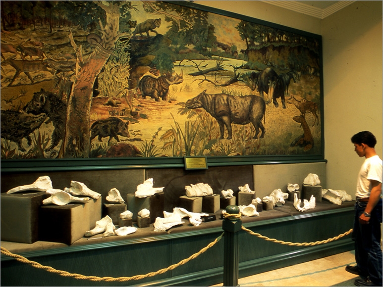 zurafa-fil-gergedan-fosilleri-ile-mugla-doga-tarihi-muzesi