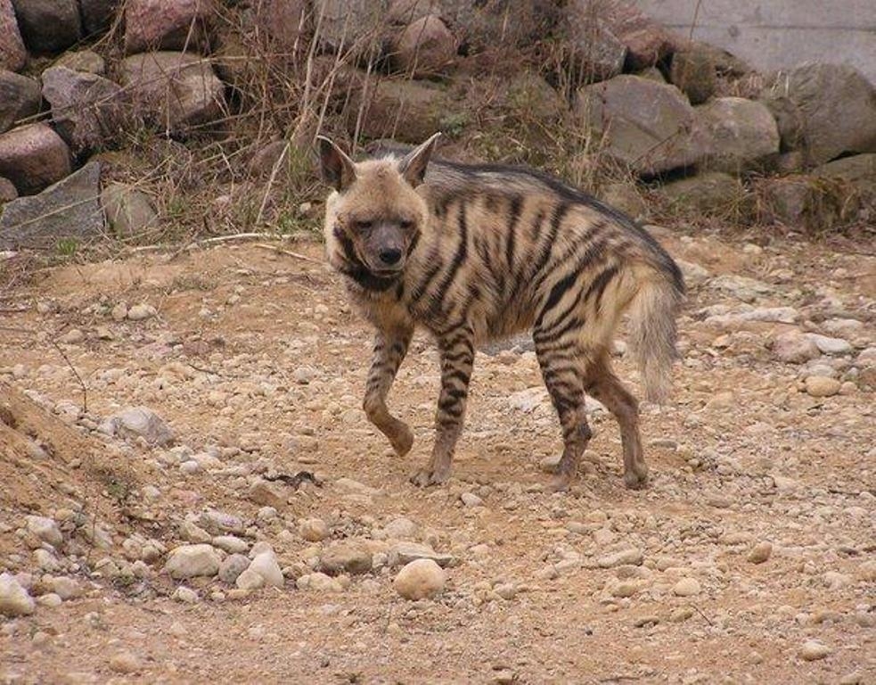 cizgili-sirtlana-eziyet-edenler-yakalandi