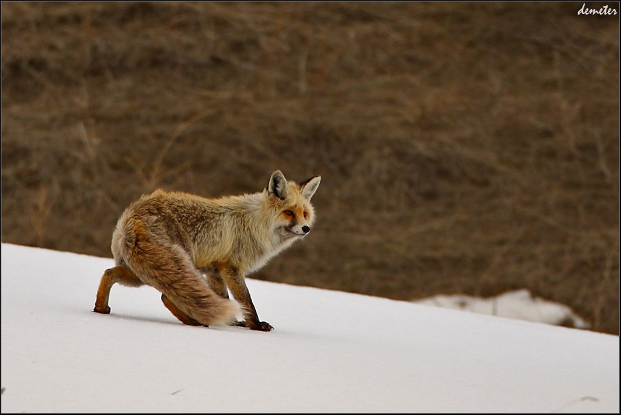 tilkilere-zarar-verirseniz-kirazlar-olur!