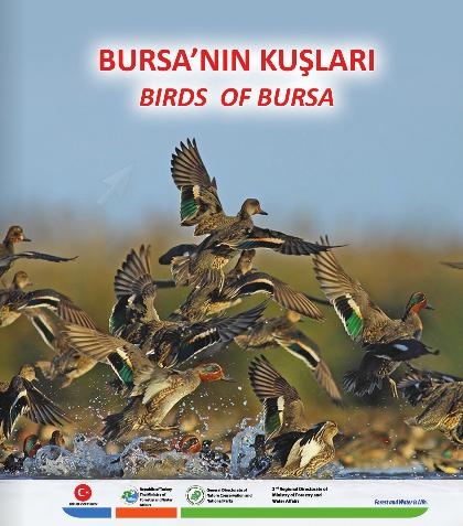 bursa\nin-kuslari