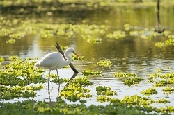 sulak-alanlar-icin-umut-isigi-dogdu