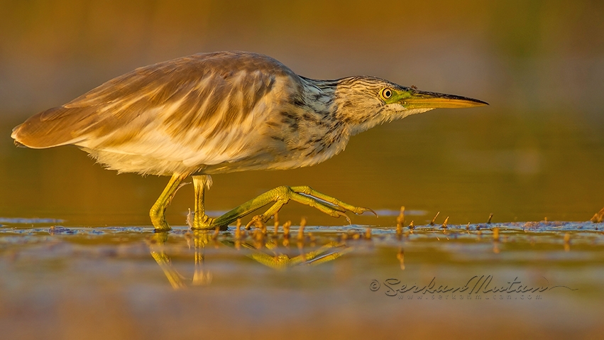 kus-fotograflari-ve-tercihler