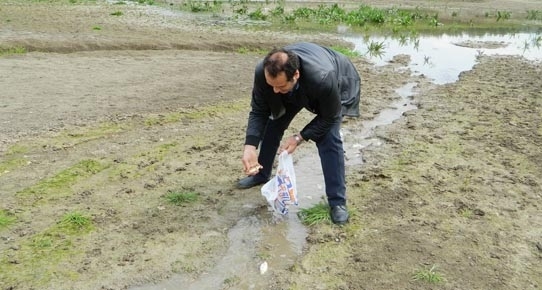 kuruyan-golette-baliklar-oluyor